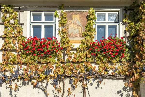 Spitz an der Donau, Wachau, Waldviertel, district of Krems, Lower Austria, Austria, Europe. 