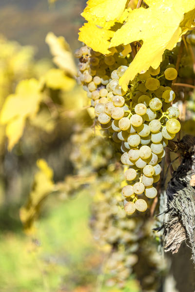 Spitz an der Donau, Wachau, Waldviertel, district of Krems, Lower Austria, Austria, Europe.