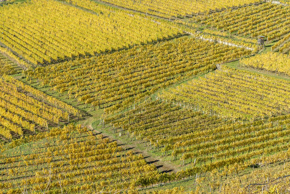 Spitz an der Donau, Wachau, Waldviertel, district of Krems, Lower Austria, Austria, Europe. Pattern of the vineyards near Spitz an der Donau
