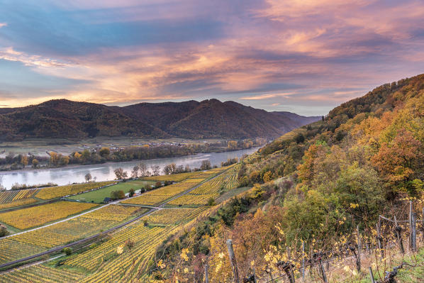 Weissenkirchen in der Wachau, Wachau, Waldviertel, district of Krems, Lower Austria, Austria, Europe. Sunrise in the vineyards near Weissenkirchen in der Wachau
