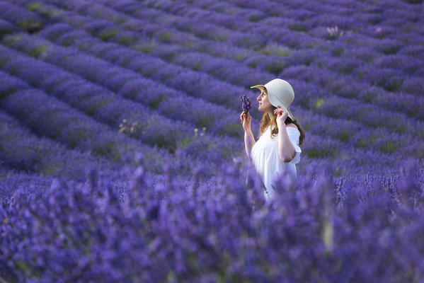 Valensole, Provence, France.