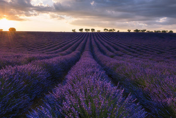 Valensole, Provence, France.