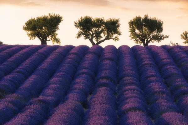 Valensole, Provence, France.