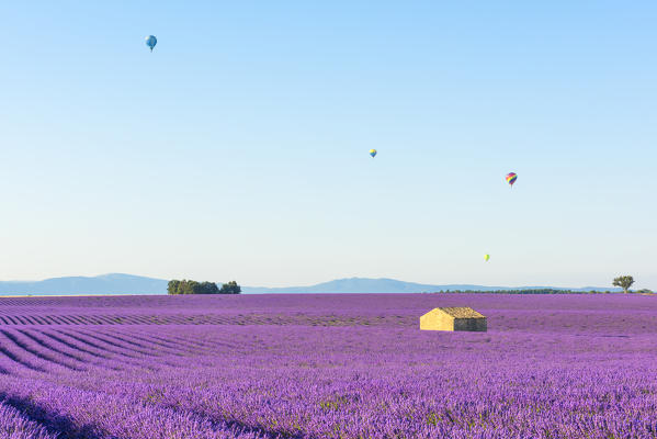 Valensole, Provence, France.
Sunrise between the lavender fields and the hot-air balloons in the background