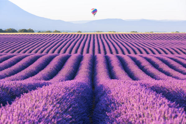 Valensole, Provence, France.
Sunrise between the lavender fields and the hot-air balloons in the background