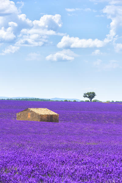 Valensole, Provence, France.