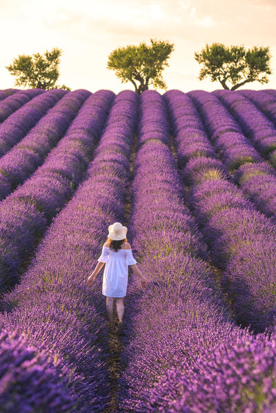 Valensole, Provence, France.
Girl walks through the lavender fields.