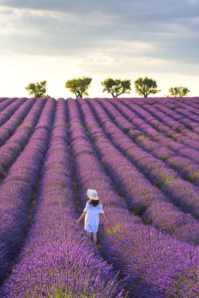 Valensole, Provence, France.
Girl admires the lavender fields at sunset. (MR)
