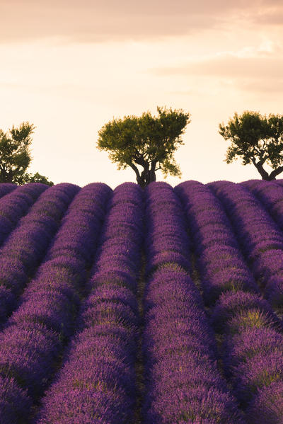 Valensole, Provence, France.