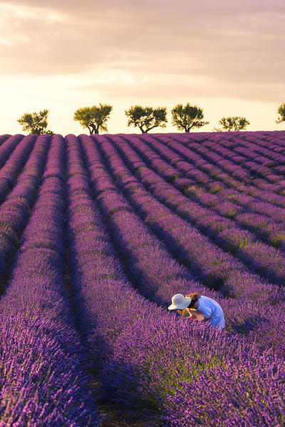 Valensole, Provence, France.