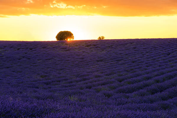 Valensole, Provence, France.