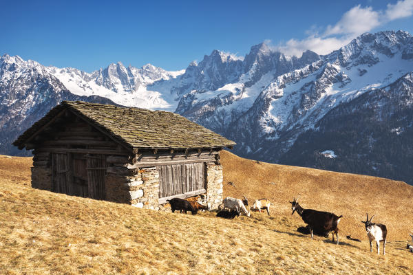 Pasture in Tombal, Bregaglia valley, Switzerland, Europe