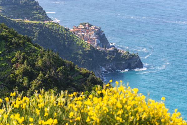 Village of Manarola, Cinque Terre National Park, municipality of Riomaggiore, La Spezia province, Liguria district, Italy, Europe