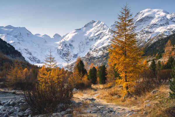Autumn tree in Morteratsch, Engadina, Switzerland, Europe.