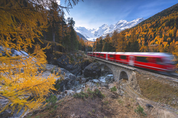 Passage of the Bernina red train in Morteratsch, Graubunden, Switzerland, Europe