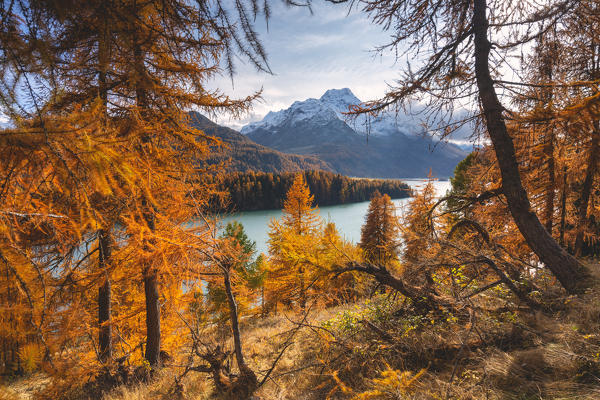 Autumn in Engadina, Sils Im Engaadin, Canton of Grisons, Switzerland, Europe.