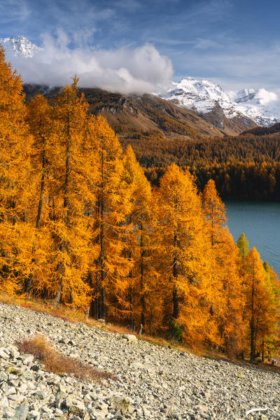 Autumn in Engadina, Sils Im Engaadin, Canton of Grisons, Switzerland, Europe.
