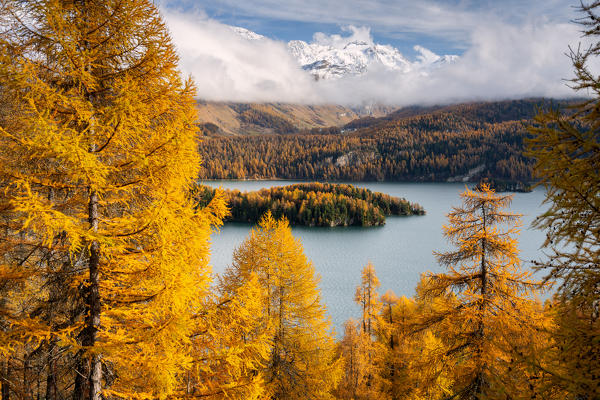 Autumn in Engadina, Sils Im Engaadin, Canton of Grisons, Switzerland, Europe.