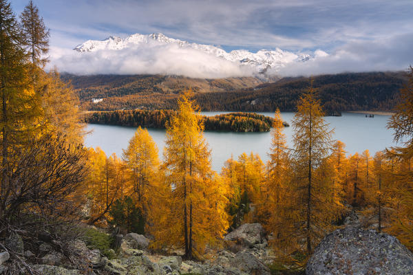 Autumn in Engadina, Sils Im Engaadin, Canton of Grisons, Switzerland, Europe.