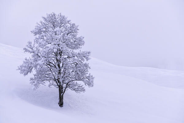 lonely tree in Winter Season in Orobie Alps, Schilpario in Bergamo province, Lombardy district, Italy, Europe.