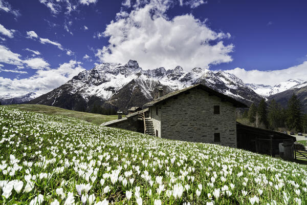 Crocus Bloomings in Malenco Valley, Sondrio province in Lombardy district, Italy,Europe.