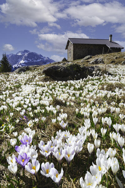 Crocus blooming in robie Alps, Brembana valley in Bergamo province, Lombardy districti in Italy.