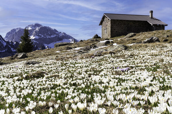 Crocus blooming in robie Alps, Brembana valley in Bergamo province, Lombardy districti in Italy.