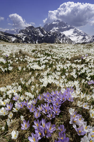 Crocus blooming in robie Alps, Brembana valley in Bergamo province, Lombardy districti in Italy.