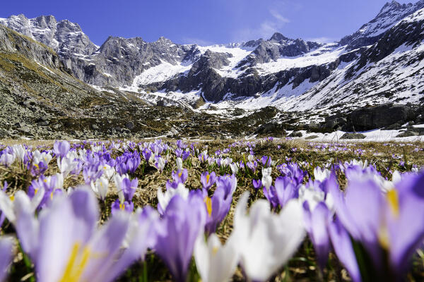 Crocus blooming in Salarno valley, Adamello natural park in vallecamonica, Brescia province in Lombardy district, Italy.