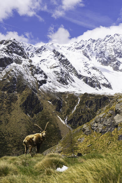 Ibex in its natural environment, Stelvio nation park in Ponte di Legno, Brescia province in Lombardy district,Italy.