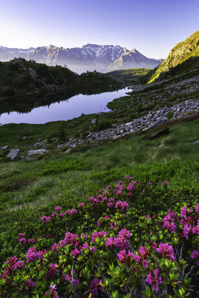 Bloomings of rhododendrons over Seroti Lake in Mortirolo pass, Vallecamonica, Stelvio national park in Brescia province, Lombardy district, Itay.