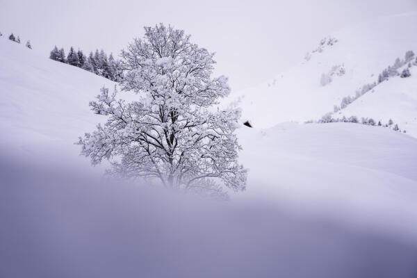 Lonely tree in Orobie alps, Schilpario, Seriana valley in Bergamo province, Lombardy district in Italy.