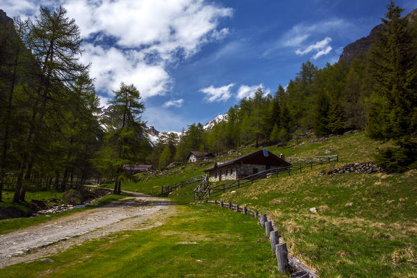 Val Canè, an autumn day, located in the Stelvio National Park in the province of Brescia.