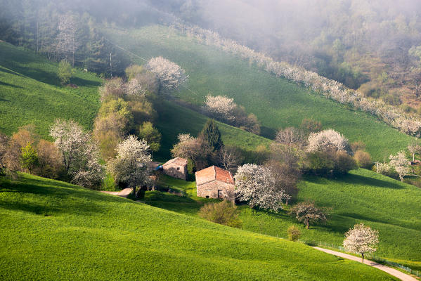 Spring Detail, Province of Bergamo, Italy.