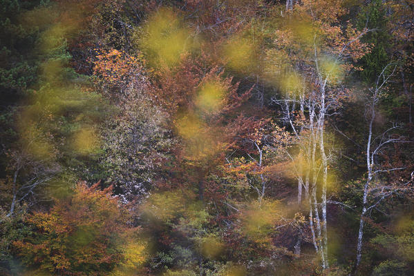 Plitvice national park,Karlovac region, Croatia district, Europe
detail in the wood.