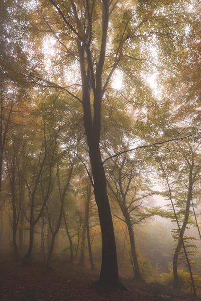 Autumn in Prealpi, Brescia province, Lombardy district, Italy, Europe.
