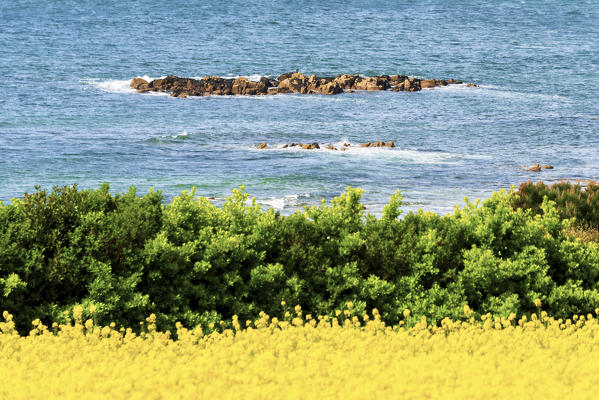 Bretagne detail, Bretagne, France.