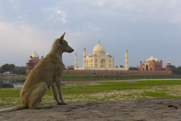 Taj Mahal, Agra, Uttar Pradesh, India, Asia.