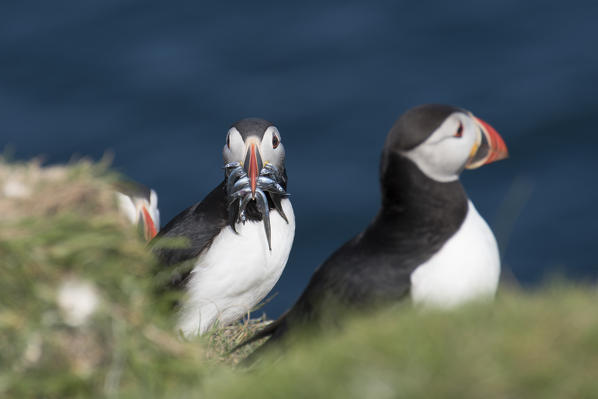 Mykines island, Faroe Islands, Denmark. Atlantic Puffins with catch in the beak.