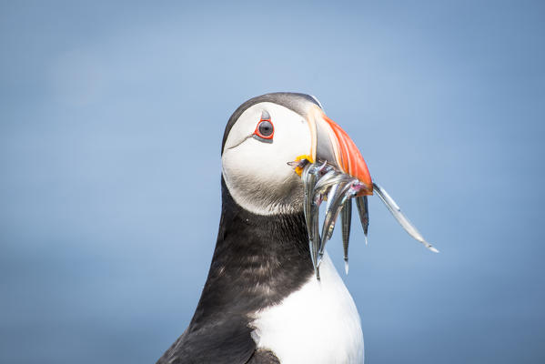 Mykines island, Faroe Islands, Denmark. Atlantic Puffin with catch in the beak.