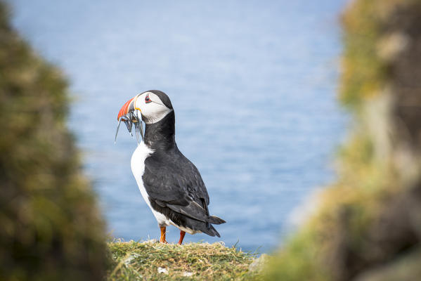 Mykines island, Faroe Islands, Denmark. Atlantic Puffin with catch in the beak.