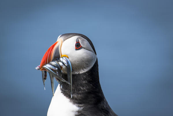Mykines island, Faroe Islands, Denmark. Atlantic Puffin with catch in the beak.