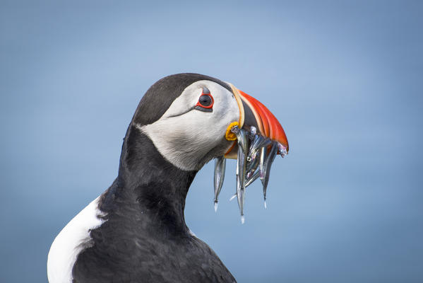 Mykines island, Faroe Islands, Denmark. Atlantic Puffin with catch in the beak.