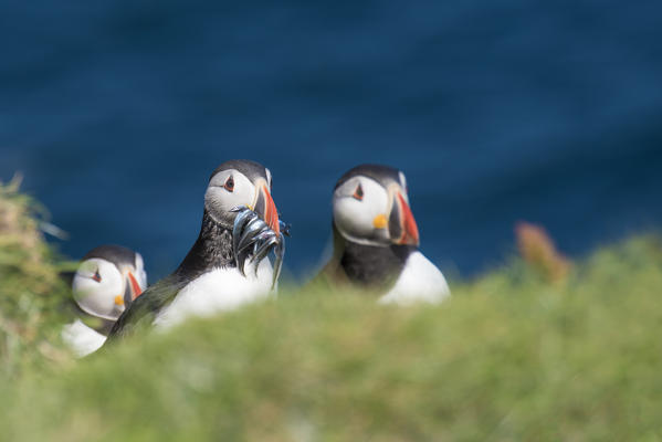Mykines island, Faroe Islands, Denmark. Atlantic Puffins with catch in the beak.
