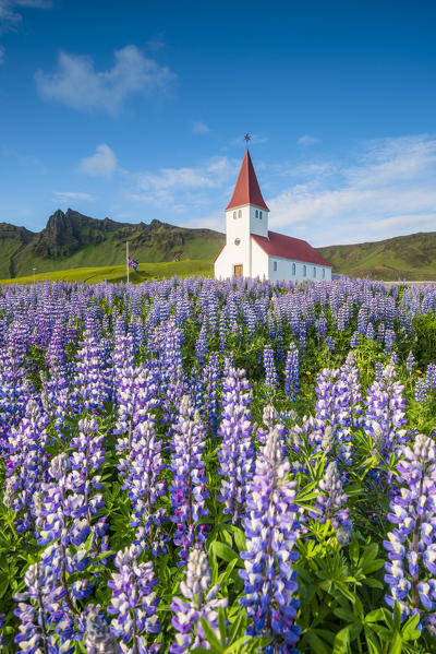 Vik i Myrdal, Southern Iceland. Fields of lupins in bloom and the town church.