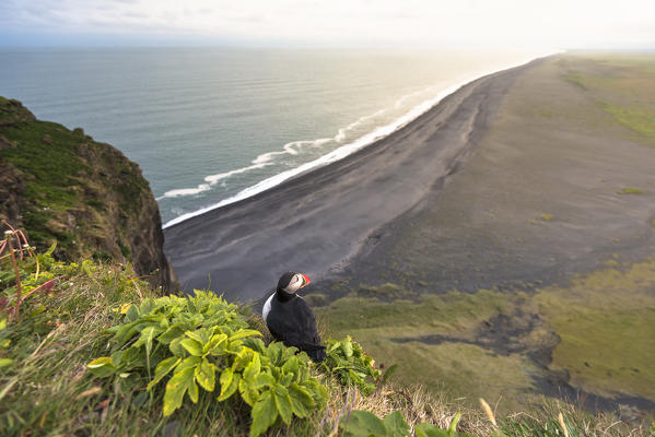 Dyrholaey, Vik i Myrdal, Southern Iceland. Puffins on top of the cliff.