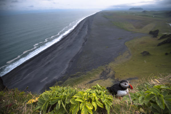 Dyrholaey, Vik i Myrdal, Southern Iceland. Puffins on top of the cliff.