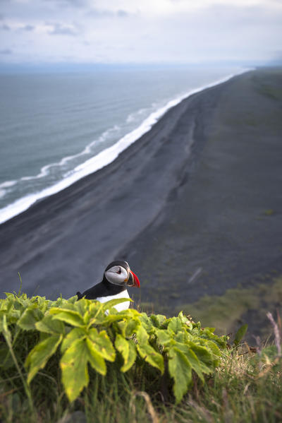 Dyrholaey, Vik i Myrdal, Southern Iceland. Puffins on top of the cliff.