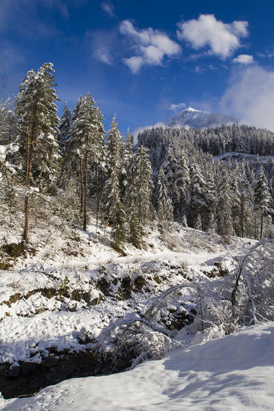 Pristine snow over the trees . Alps, Europe
