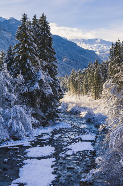 Pristine snow over the trees . Alps, Europe